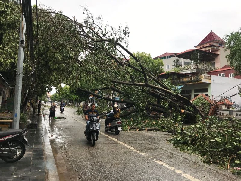 Bão số 3 quật đổ cây tại thành phố Hưng Yên.