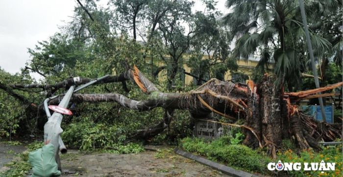  Đề phòng cây gãy đỗ do mưa bão gây ra. 