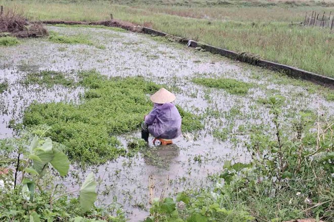 Hà Tĩnh mưa lớn, nguy cơ ngập lụt vùng trũng