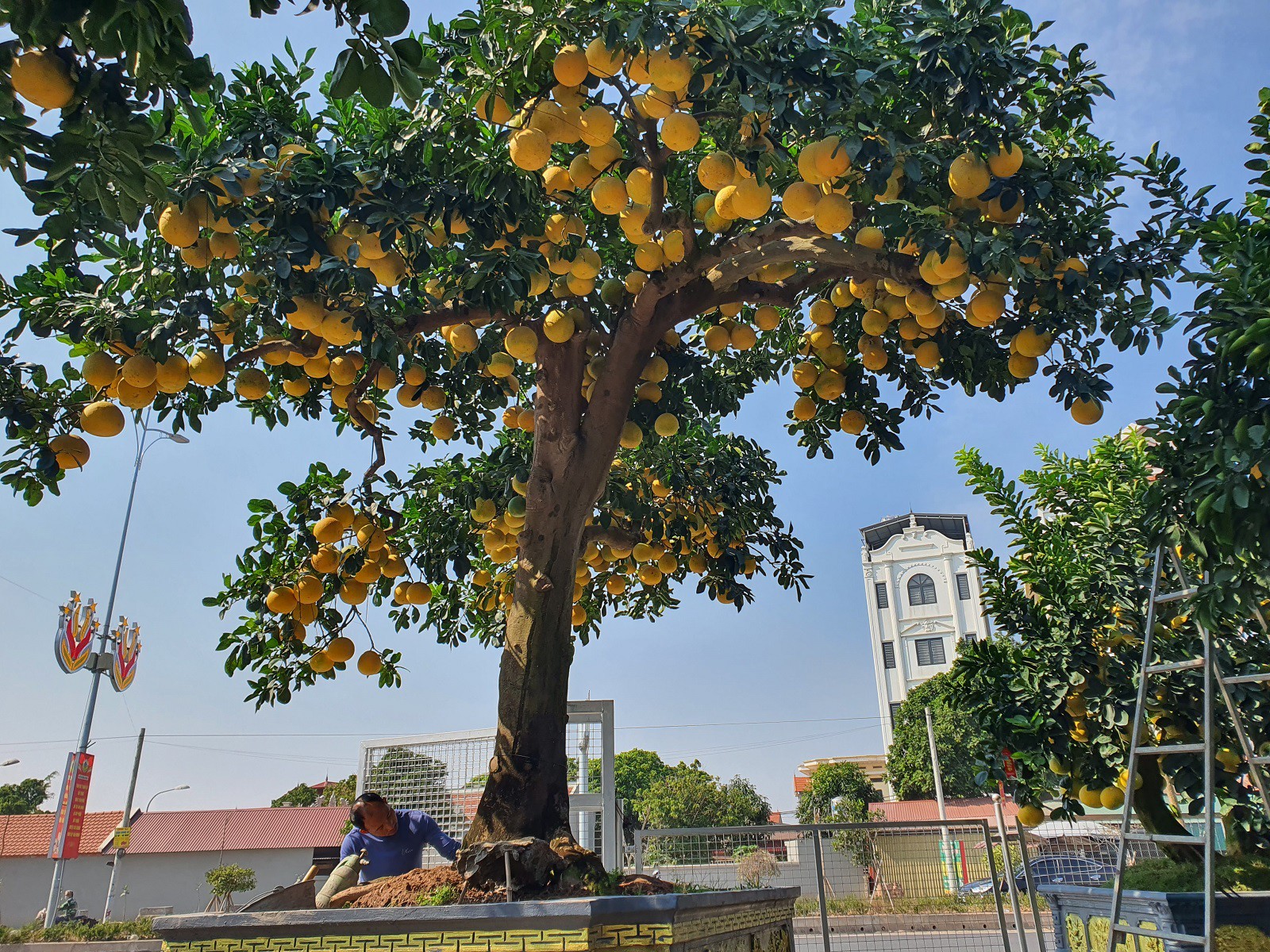 Cách đây hơn 5 năm, anh Chính mua lại cây bưởi này với giá 200 triệu đồng. Sau đó, anh mang về vườn và bắt đầu chăm sóc, tạo tác trong thời gian dài.