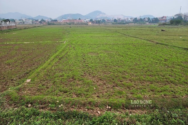 Phú Thọ: Sẽ cưỡng chế thu hồi đất 13 hộ dân ở 2 dự án